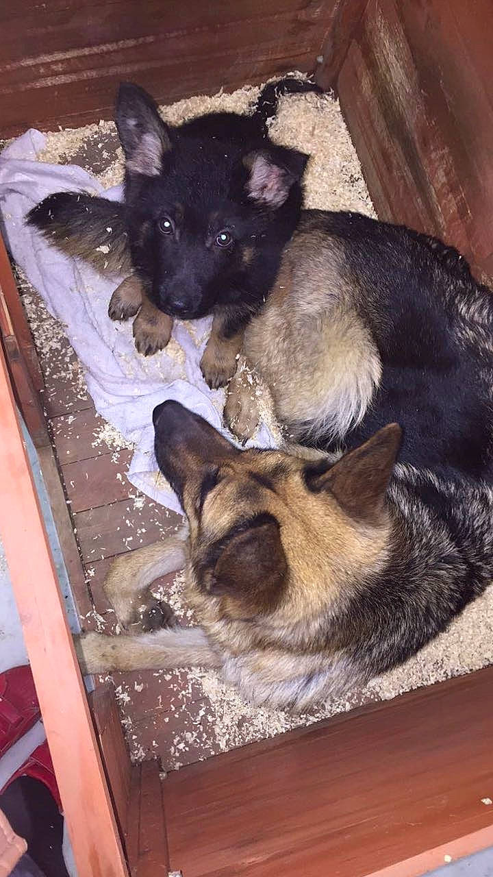 Nala participe au concours pour gagner de l'argent avec cette photo : canidae, carnivore, companion_dog, dog, dog_breed, fawn, felidae, fur, non_sporting_group, pet_supply, snout, sporting_group, terrestrial_animal, whiskers, wood, working_animal