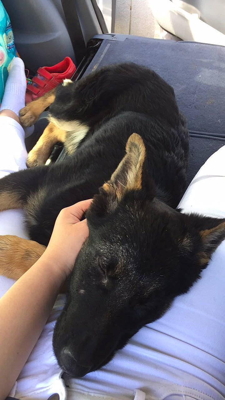 Nala a rejoint le concours — aidez-le/la à gagner de superbes lots ! canidae, carnivore, comfort, companion_dog, dog, dog_breed, ear, fawn, flooring, fur, gesture, guard_dog, human_leg, mammal, snout, sporting_group, tail, terrestrial_animal, vertebrate, working_animal