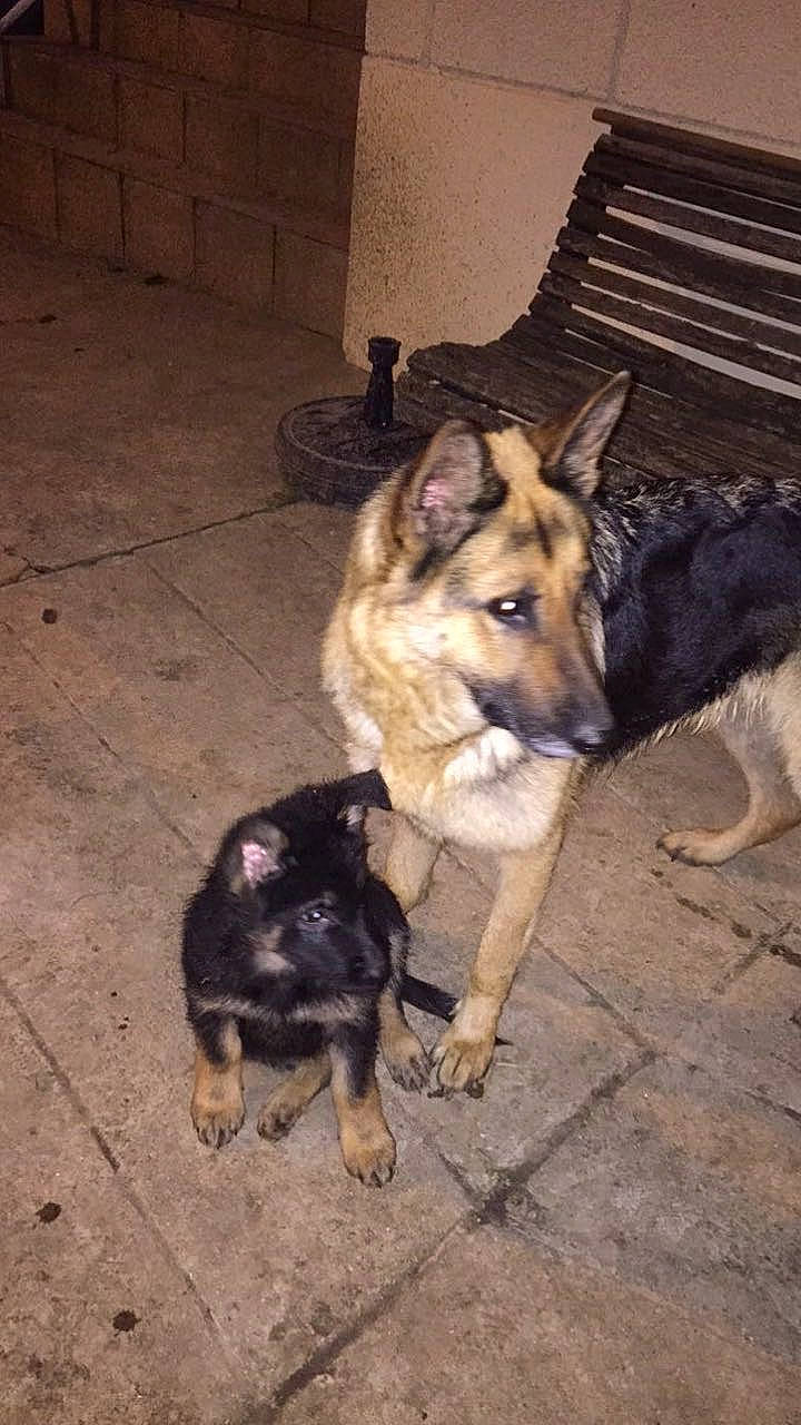 Nala a rejoint le concours — aidez-le/la à gagner de superbes lots ! canidae, carnivore, companion_dog, dog, dog_breed, floor, flooring, fur, hardwood, herding_dog, paw, snout, sporting_group, wood, working_animal, working_dog