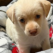 Pk Williams is registered to the contest to win money with this photo: adorable, animal, blanket, close_up, comfort, cozy, cuddle, cute, dog, ears, expression, fur, indoors, nose, pet, portrait, puppy, soft, whiskers, young