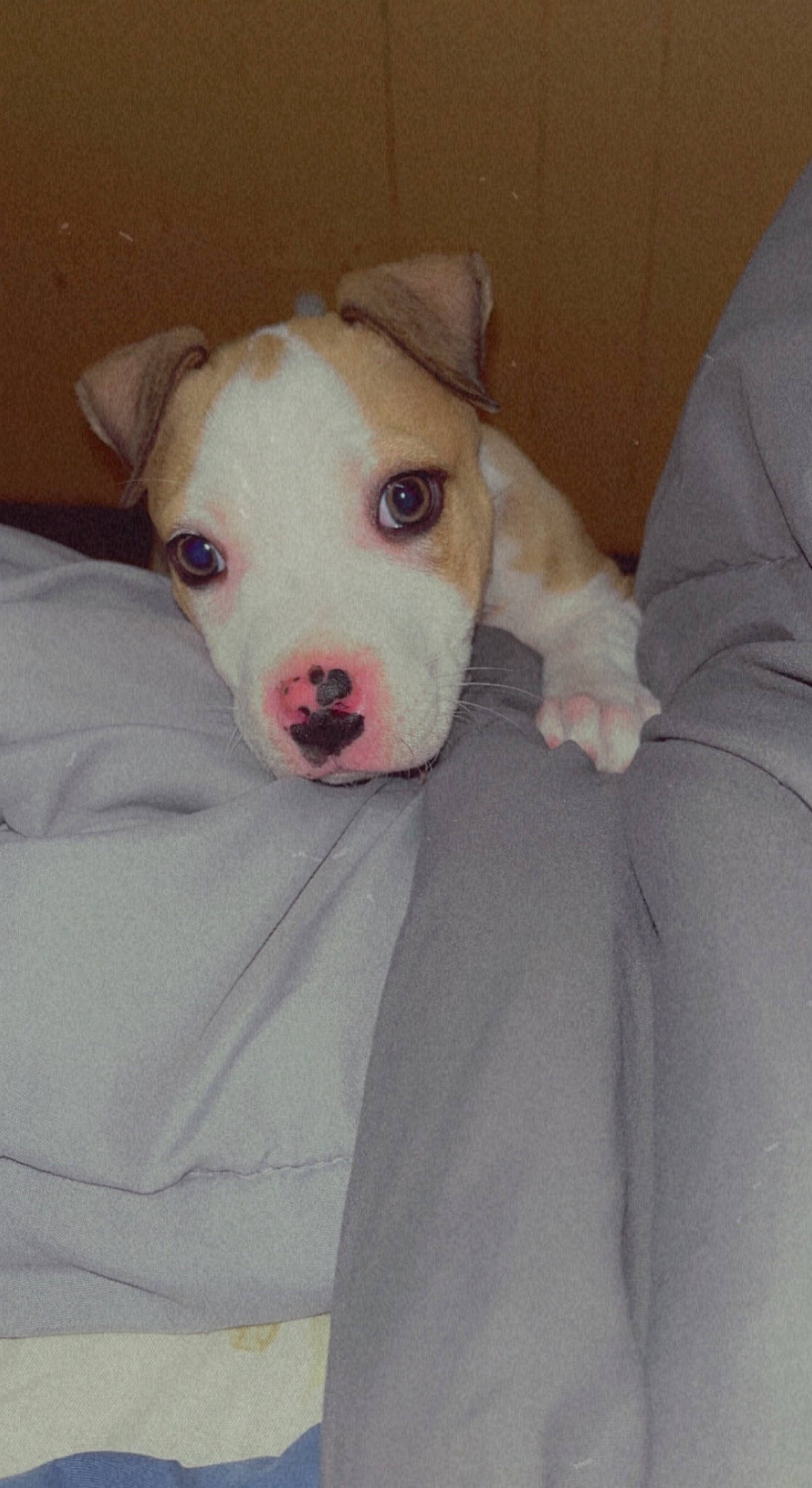 Skye joined the competition — help win amazing prizes! canidae, carnivore, comfort, companion_dog, dog, dog_breed, dogo_argentino, dogo_guatemalteco, fawn, non_sporting_group, paw, pit_bull, puppy, snout, sporting_group, street_dog, tail, terrestrial_animal, whiskers, working_animal