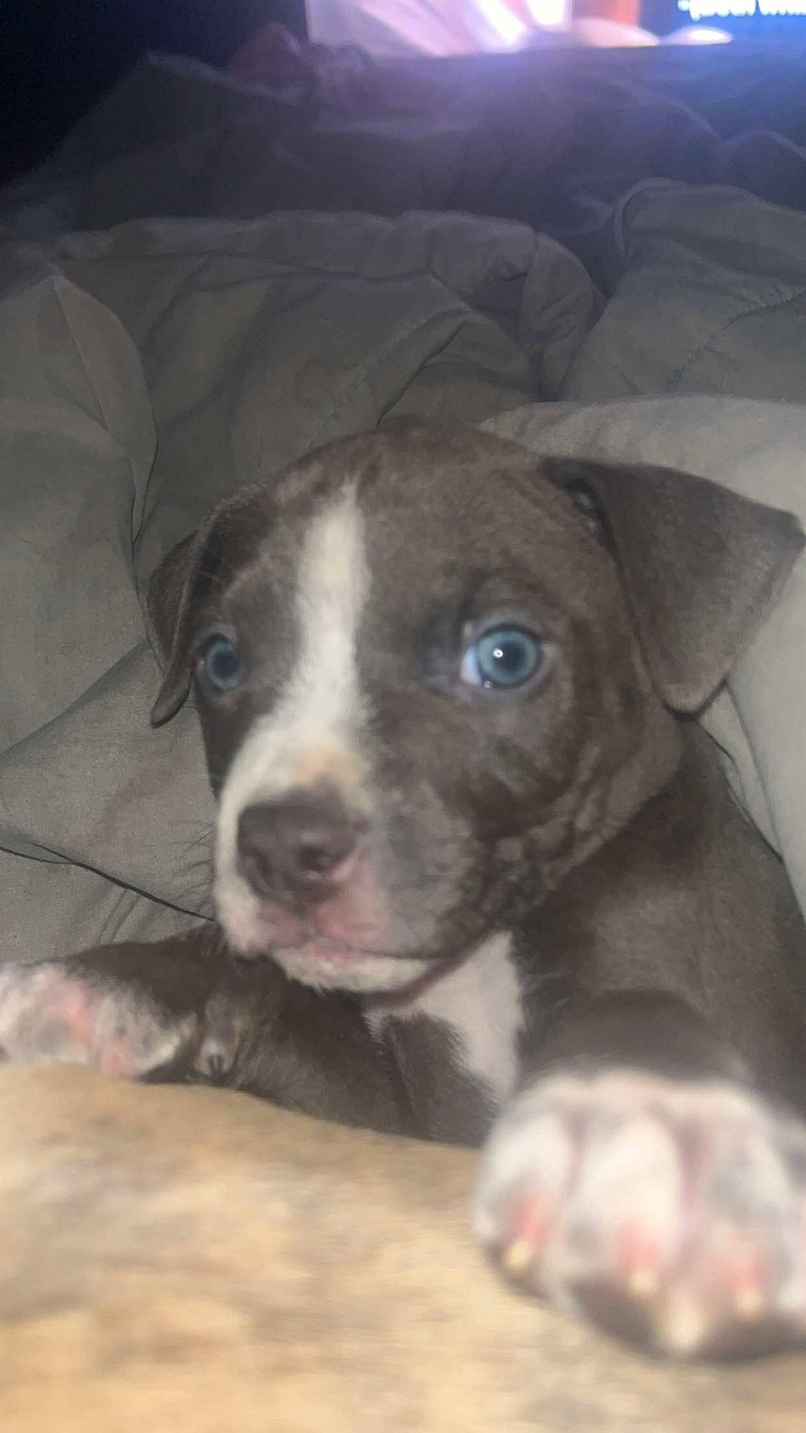 Cannon is registered to the contest to win money with this photo: carnivore, companion_dog, dog, dog_breed, fawn, fur, liver, molosser, non_sporting_group, puppy, sporting_group, terrestrial_animal, whiskers, working_animal