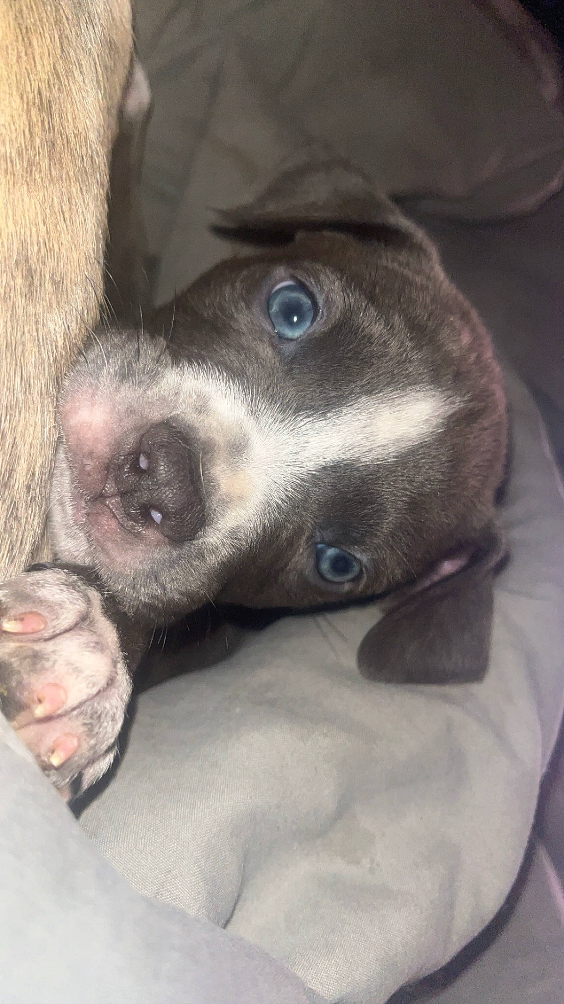 Cannon joined the competition — help win amazing prizes! canidae, carnivore, collar, comfort, companion_dog, dog, dog_breed, ear, fawn, fur, grey, liver, non_sporting_group, snout, sporting_group, terrestrial_animal, whiskers, working_animal