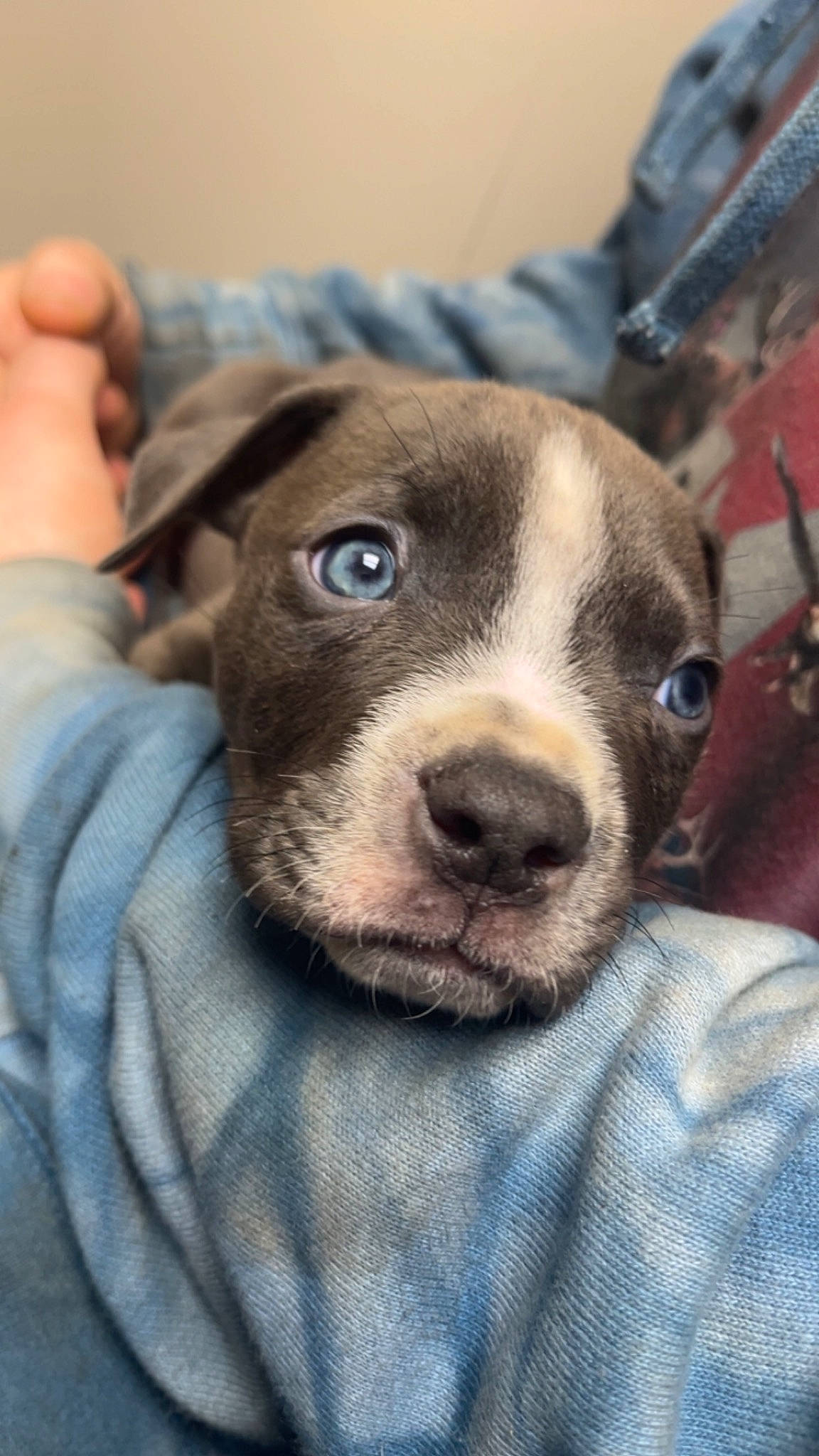 Cannon is registered to the contest to win money with this photo: canidae, carnivore, collar, comfort, companion_dog, dog, dog_breed, ear, fawn, fur, guard_dog, non_sporting_group, snout, sporting_group, terrestrial_animal, whiskers, working_animal