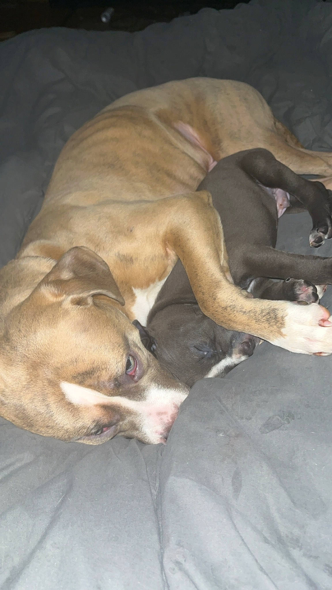 Cannon joined the competition — help win amazing prizes! canidae, carnivore, comfort, companion_dog, dog, dog_breed, fawn, fur, linens, liver, nap, non_sporting_group, sighthound, sleep, snout, sporting_group, tail, terrestrial_animal, whiskers, working_animal