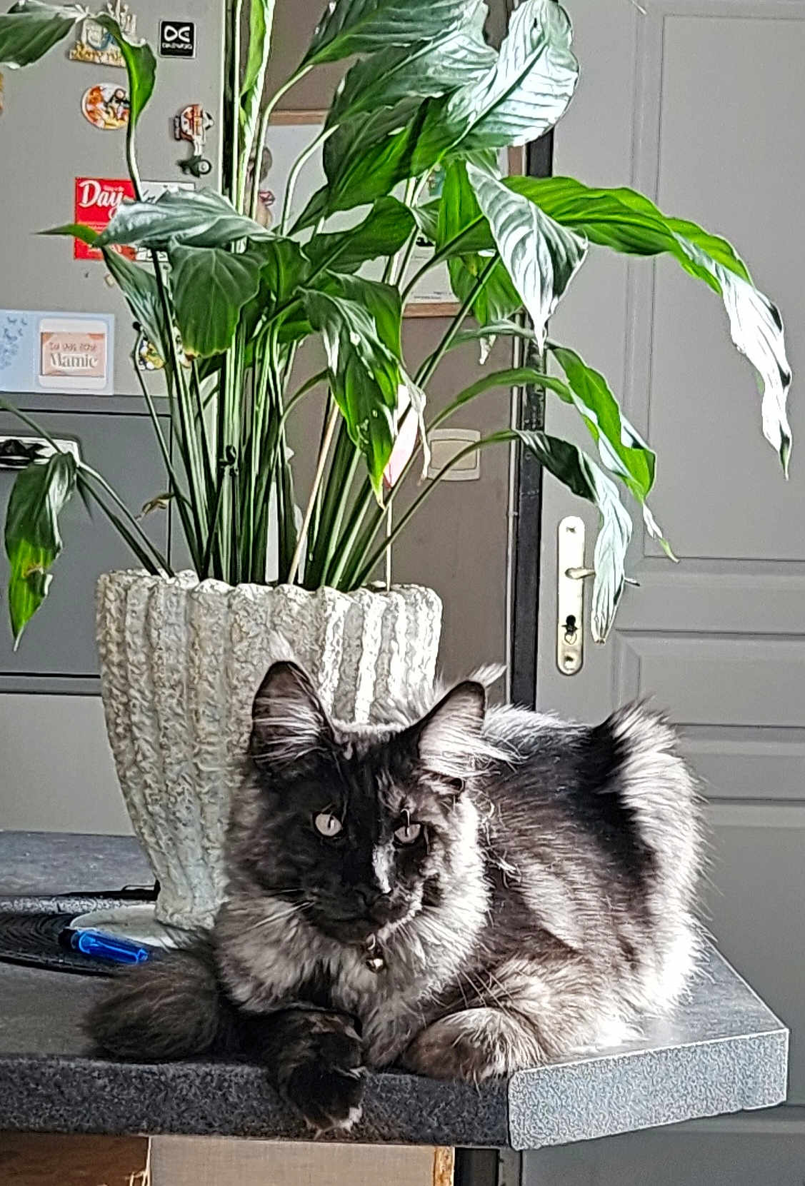 Zeus