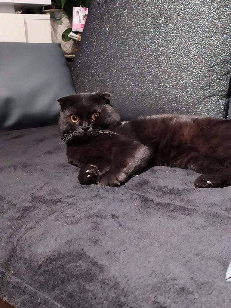 Gollum participe au concours pour gagner de l'argent avec cette photo : black_cat, carnivore, cat, claw, dog_breed, domestic_short_haired_cat, fawn, felidae, floor, flooring, fur, grey, paw, road_surface, small_to_medium_sized_cats, snout, tail, terrestrial_animal, whiskers, wood