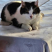 Abby participe au concours pour gagner de l'argent avec cette photo : animal, black_and_white, calm, cat, closeup, cute, domestic_cat, feline, fluffy, fur, indoor, lying_down, mammal, patterned_mattress, paws, pet, relaxed, resting, sunlight, whiskers
