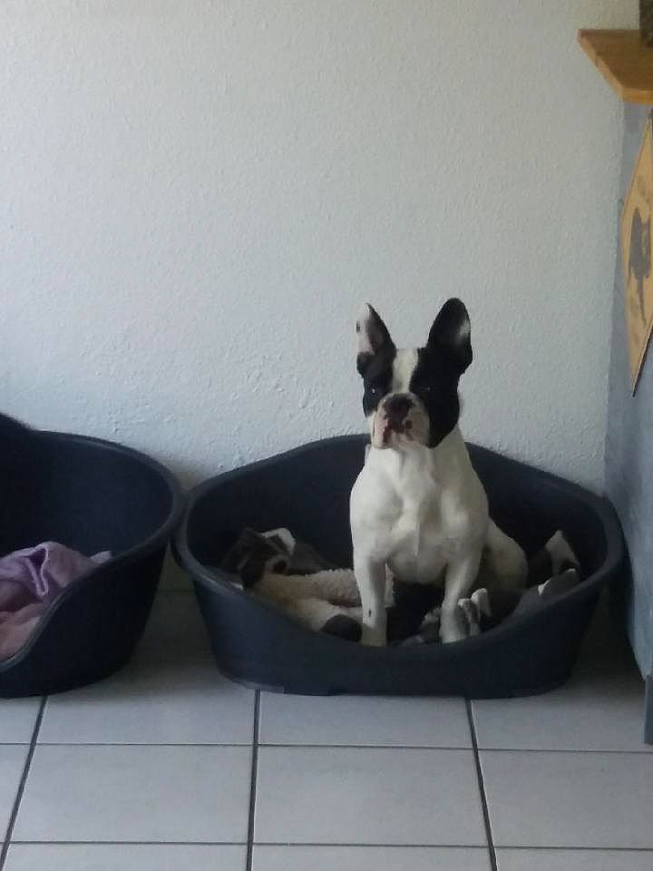 Nutty participe au concours pour gagner de l'argent avec cette photo : boston_terrier, canidae, carnivore, chihuahua, companion_dog, dog, dog_breed, fawn, french_bulldog, mammal, non_sporting_group, puppy, rat_terrier, sporting_group, teddy_roosevelt_terrier, toy_dog, toy_fox_terrier, vertebrate