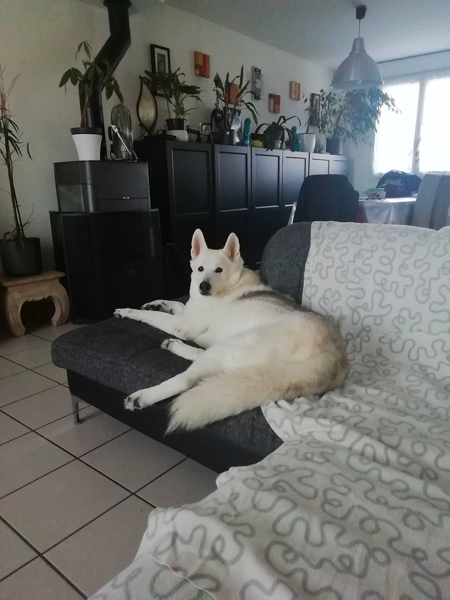 Enka participe au concours pour gagner de l'argent avec cette photo : carnivore, comfort, companion_dog, couch, dog, dog_breed, floor, flooring, flowerpot, furniture, grey, hardwood, interior_design, lighting, living_room, picture_frame, plant, wall, white, window