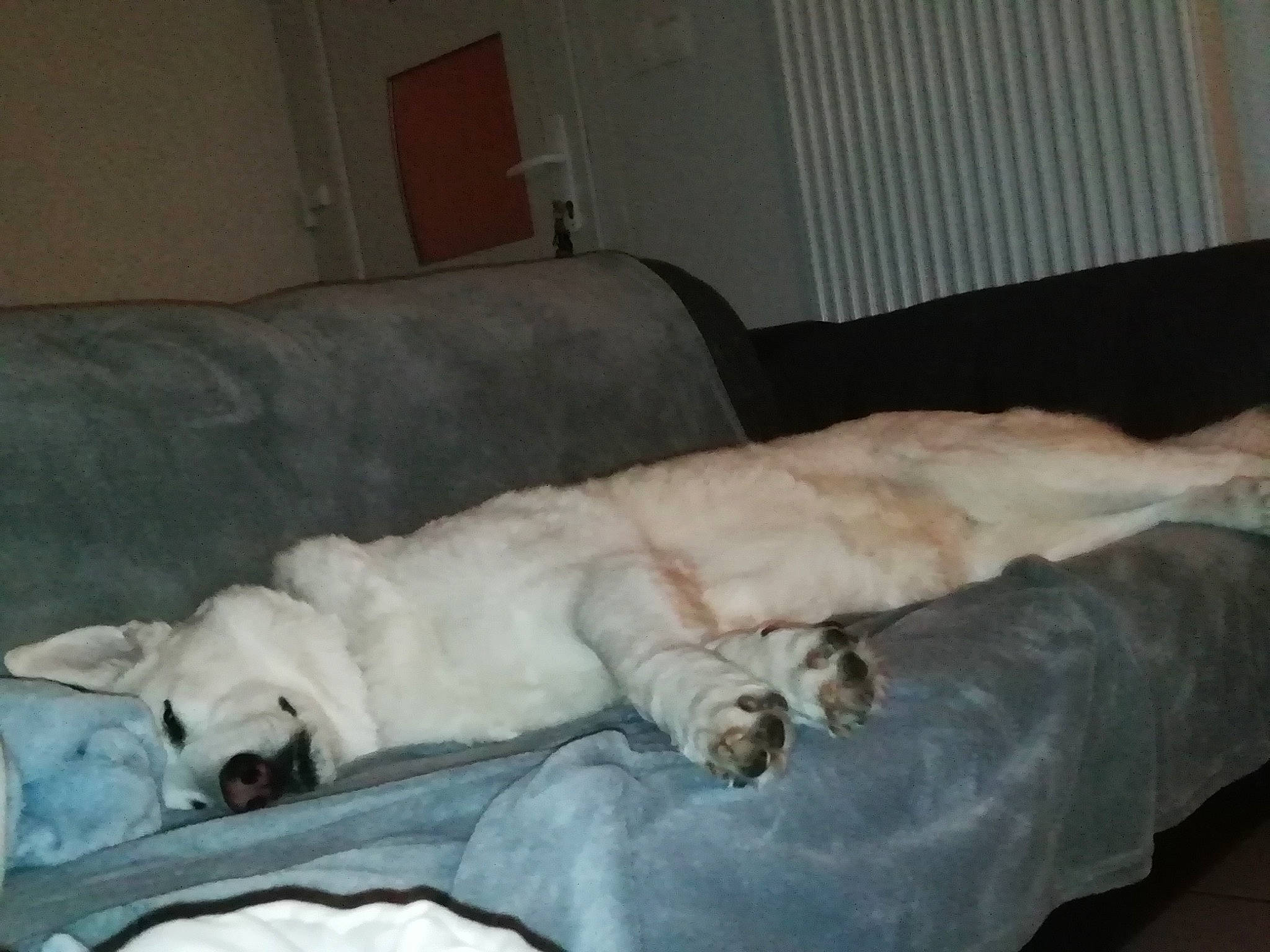 Enka a rejoint le concours — aidez-le/la à gagner de superbes lots ! bedding, carnivore, comfort, companion_dog, couch, dog, dog_breed, duvet, fawn, felidae, fur, hardwood, linens, nap, room, small_to_medium_sized_cats, snout, tail, terrestrial_animal, whiskers