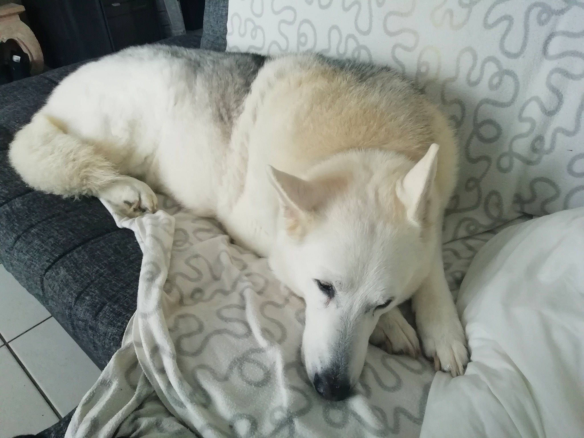 Enka participe au concours pour gagner de l'argent avec cette photo : canidae, carnivore, comfort, companion_dog, dog, dog_breed, fawn, fur, non_sporting_group, sporting_group, tail, terrestrial_animal, whiskers, working_animal