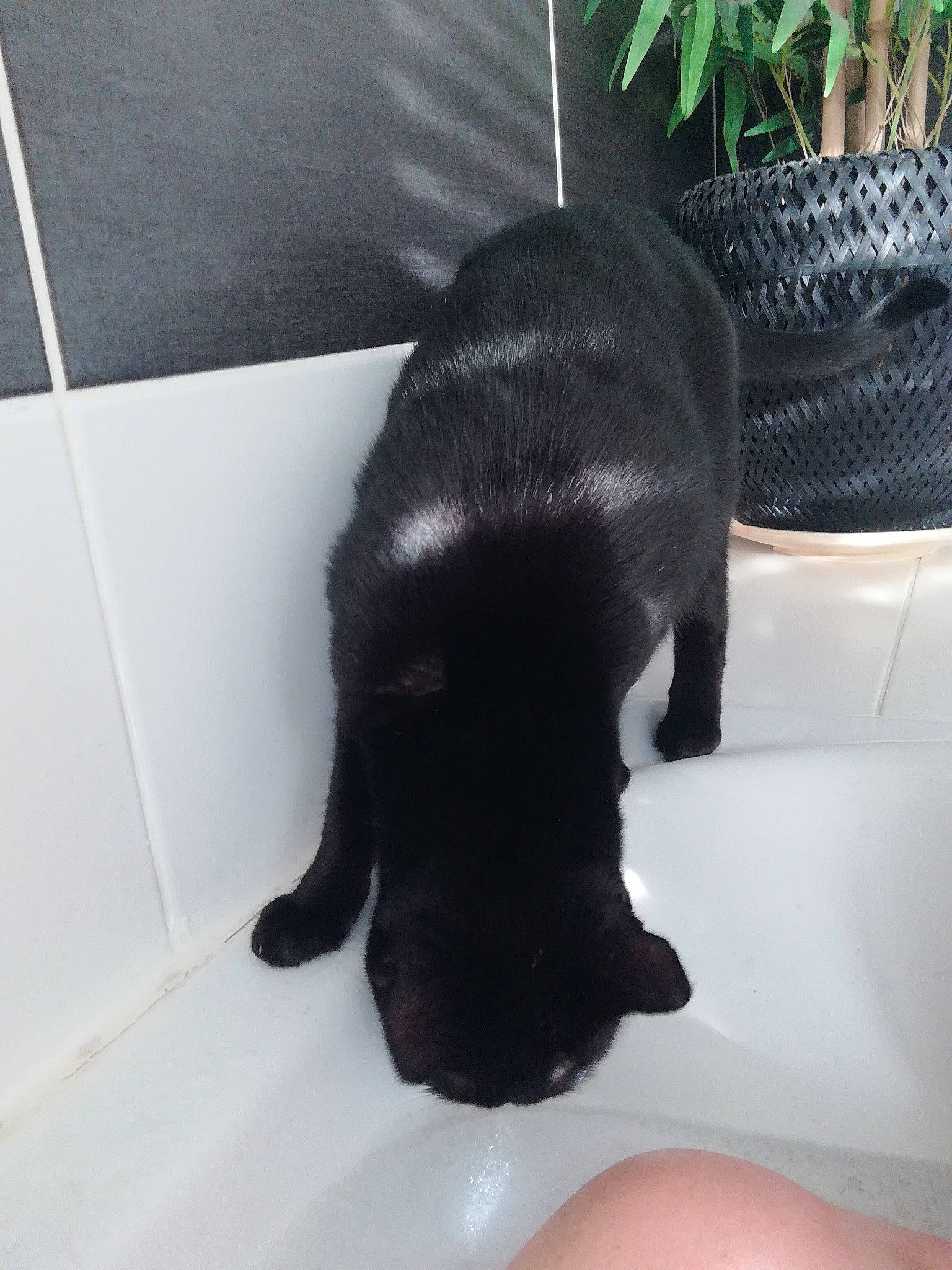 Mystic participe au concours pour gagner de l'argent avec cette photo : black_cat, bombay, canidae, carnivore, cat, claw, dog_breed, felidae, flooring, flowerpot, fur, gesture, houseplant, plant, small_to_medium_sized_cats, snout, sporting_group, tail, terrestrial_animal, whiskers