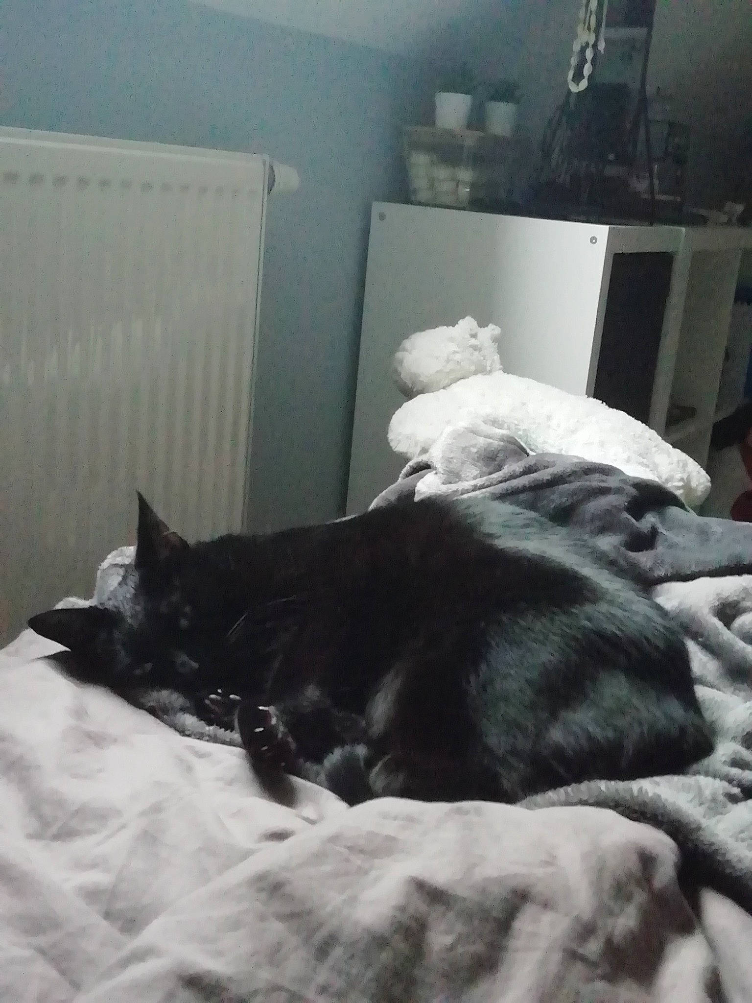 Mystic participe au concours pour gagner de l'argent avec cette photo : bed, bedding, black_cat, carnivore, cat, cloud, comfort, companion_dog, dog_breed, domestic_short_haired_cat, felidae, fur, grey, linens, room, small_to_medium_sized_cats, snout, tail, tints_and_shades, whiskers