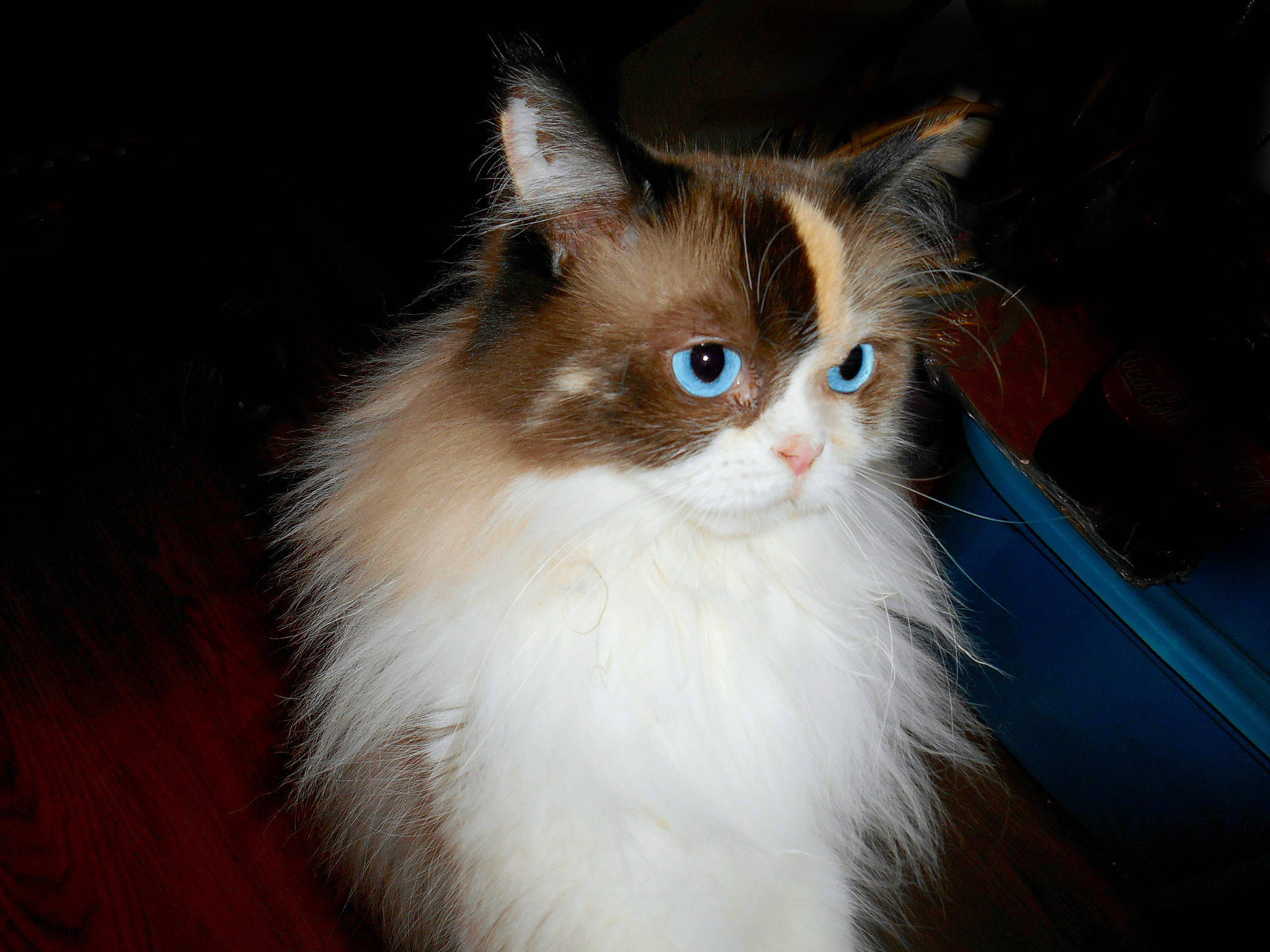 Raenabelle joined the competition — help win amazing prizes! asian_semi_longhair, british_semi_longhair, carnivore, cat, domestic_long_haired_cat, eye, felidae, fur, iris, kitten, mammal, napoleon_cat, norwegian_forest_cat, persian, ragamuffin, ragdoll, small_to_medium_sized_cats, vertebrate, whiskers