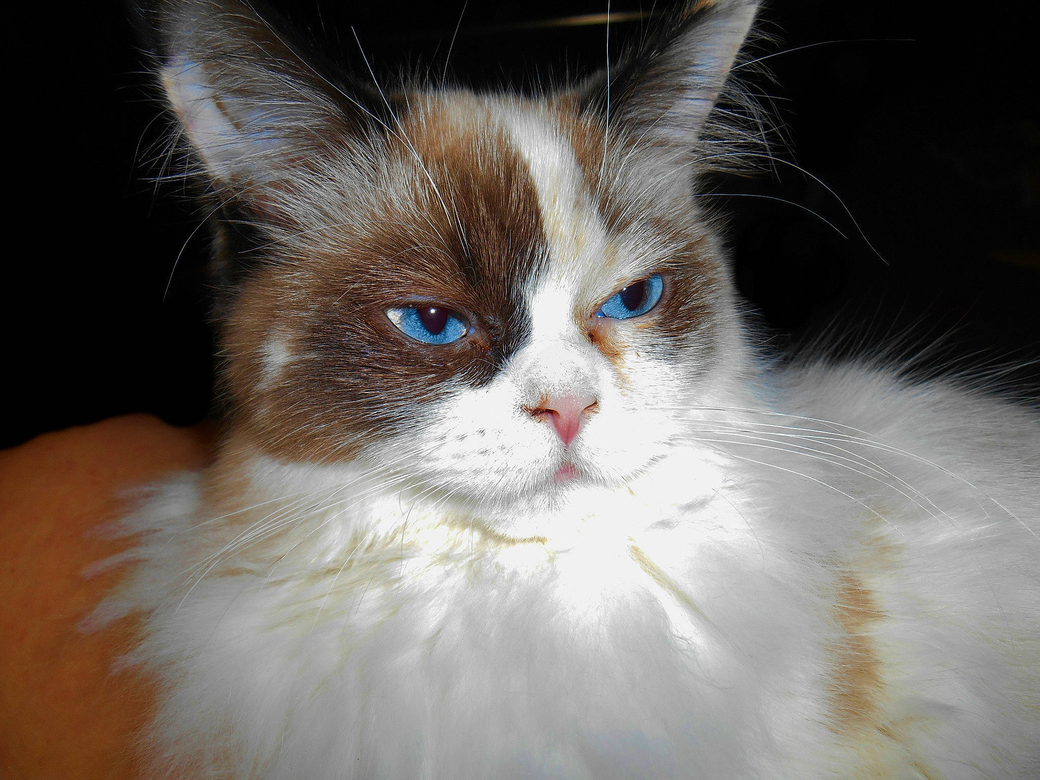 Raenabelle joined the competition — help win amazing prizes! aegean_cat, asian_semi_longhair, british_semi_longhair, carnivore, cat, domestic_long_haired_cat, eye, felidae, fur, iris, kitten, mammal, norwegian_forest_cat, ojos_azules, ragamuffin, ragdoll, small_to_medium_sized_cats, turkish_van, vertebrate, whiskers