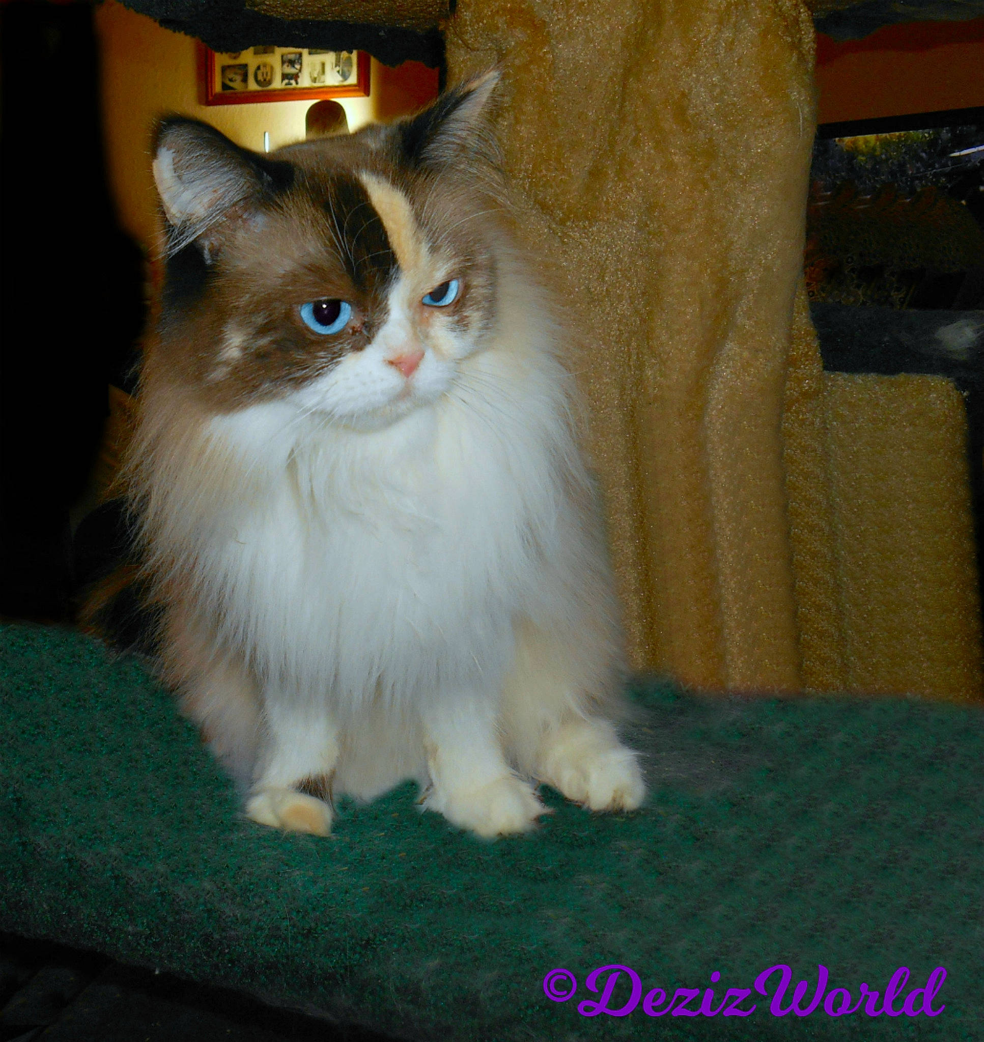 Raenabelle joined the competition — help win amazing prizes! asian_semi_longhair, british_semi_longhair, carnivore, cat, domestic_long_haired_cat, fawn, felidae, kitten, mammal, napoleon_cat, norwegian_forest_cat, persian, ragamuffin, small_to_medium_sized_cats, vertebrate, whiskers