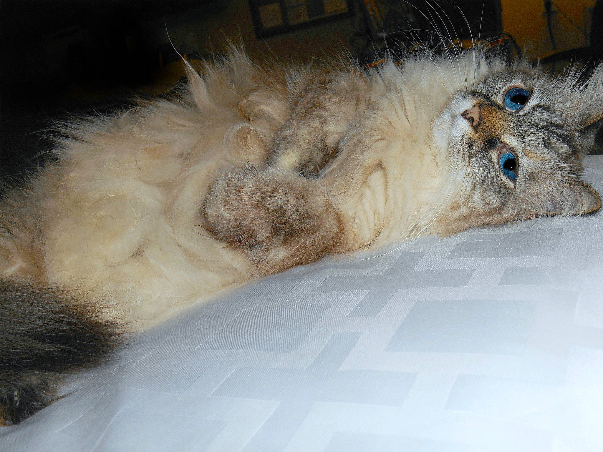 Deztinee joined the competition — help win amazing prizes! asian_semi_longhair, british_longhair, british_semi_longhair, carnivore, cat, claw, domestic_long_haired_cat, fawn, felidae, fur, kitten, mammal, norwegian_forest_cat, paw, persian, ragamuffin, ragdoll, siberian, small_to_medium_sized_cats, whiskers