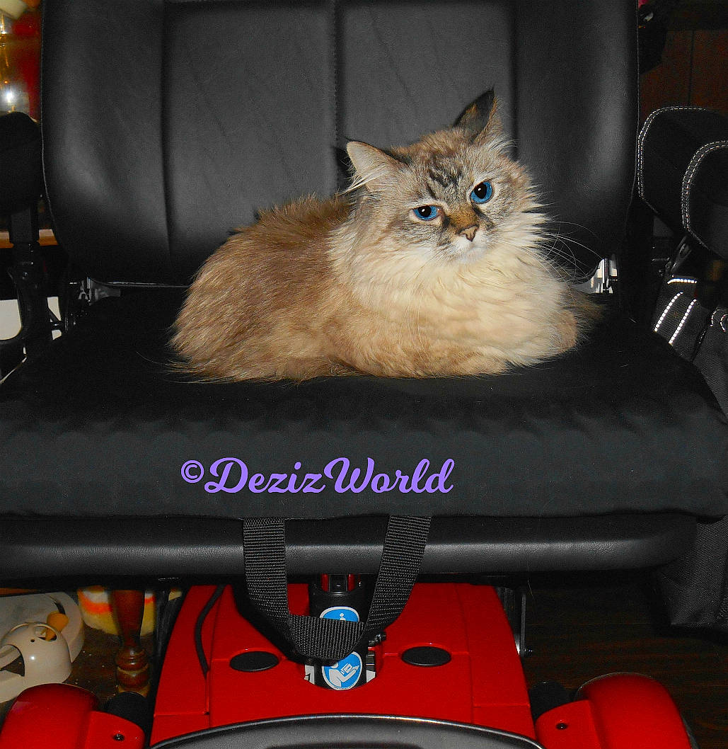 Deztinee joined the competition — help win amazing prizes! asian_semi_longhair, british_longhair, british_semi_longhair, carnivore, cat, domestic_long_haired_cat, fawn, felidae, kitten, norwegian_forest_cat, photo_caption, ragamuffin, siberian, small_to_medium_sized_cats, vehicle, whiskers