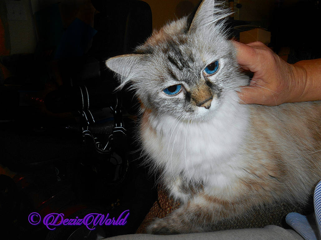 Deztinee joined the competition — help win amazing prizes! asian, asian_semi_longhair, british_semi_longhair, carnivore, cat, domestic_long_haired_cat, felidae, kitten, mammal, norwegian_forest_cat, ojos_azules, ragamuffin, ragdoll, siberian, small_to_medium_sized_cats, vertebrate, whiskers