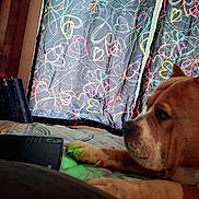 Detox Jackson joined the competition — help win amazing prizes! animal, blackboard, bulldog, canine, computer, computerhardware, couch, curtain, dog, electronics, furniture, hardware, indoors, interiordesign, laptop, monitor, pc, pet, pitbull, screen