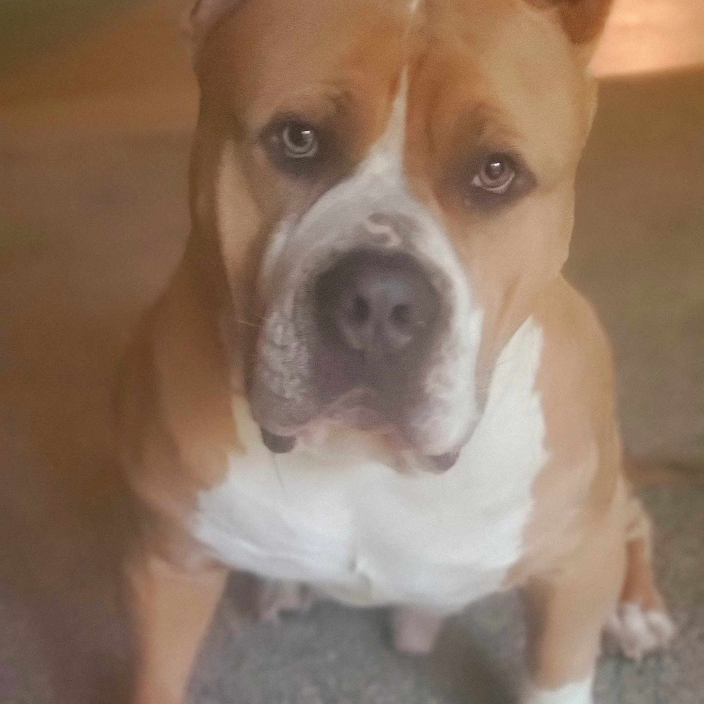 Detox Jackson joined the competition — help win amazing prizes! animal, boxer, bulldog, canine, dog, frenchbulldog, hound, indoors, interiordesign, pet, pitbull, puppy, snout, whitedog