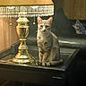 animal, cat, cozy, curious, dim_light, domestic_animal, feline, furniture, indoor, lamp, leather_couch, looking, pet, room, sitting, tabby_cat, table, vintage_lamp, warm_light, wood_paneling