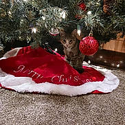 Tripp joined the competition — help win amazing prizes! cat, kitten, christmas_tree, christmas_ornament, tree_skirt, holiday, carpet, pine_cone, lights, red_ornament, indoor, decorations, festive, tabby_cat, pet, animal, holiday_decor, christmas, cute, tree_branch