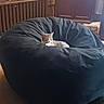Tripp joined the competition — help win amazing prizes! cat, bean_bag, indoor, furniture, wooden, relaxed, pet, animal, cozy, radiator, chair, brown, soft_lighting, resting, living_room, domestic, comfort, calm, sleepy, home