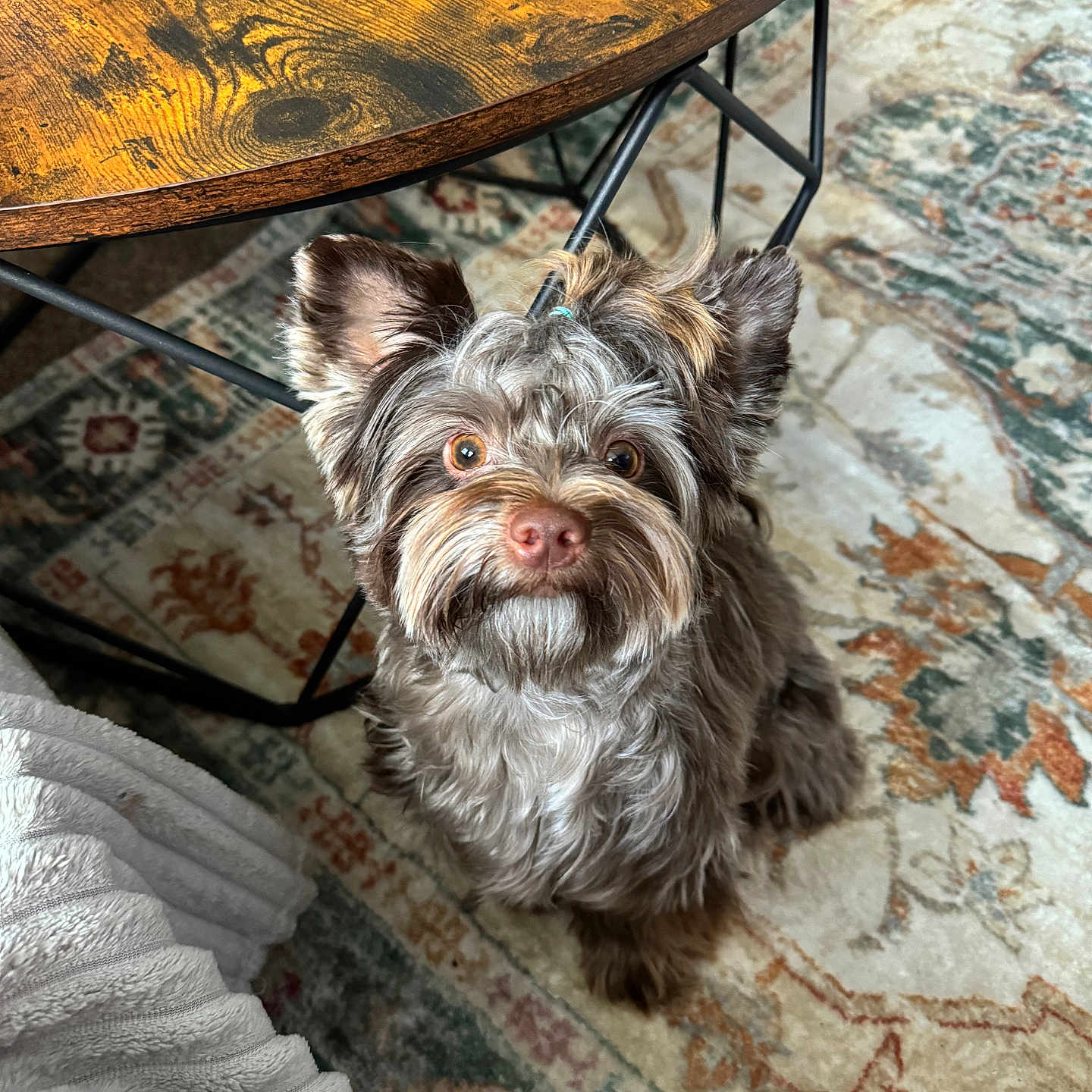 Bruno is registered to the contest to win money with this photo: affenpinscher, animal, ankle, bodypart, canine, couch, diningtable, dog, face, furniture, hardwood, indoors, interiordesign, person, pet, puppy, table, terrier, whitedog, wood