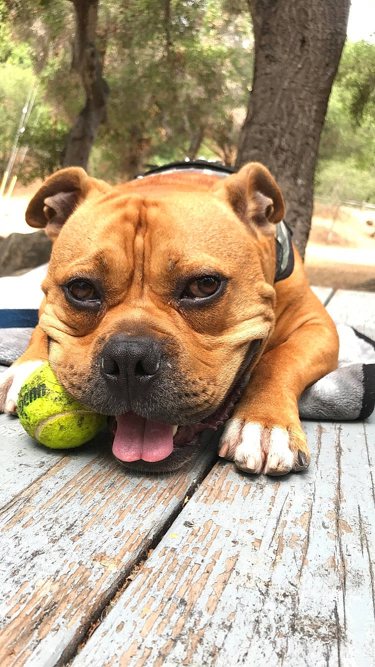 Chop joined the competition — help win amazing prizes! australian_bulldog, bulldog, canidae, carnivore, companion_dog, dog, dog_breed, fawn, grass, hardwood, molosser, plant, shar_pei, snout, sporting_group, tree, whiskers, wood, working_animal, wrinkle