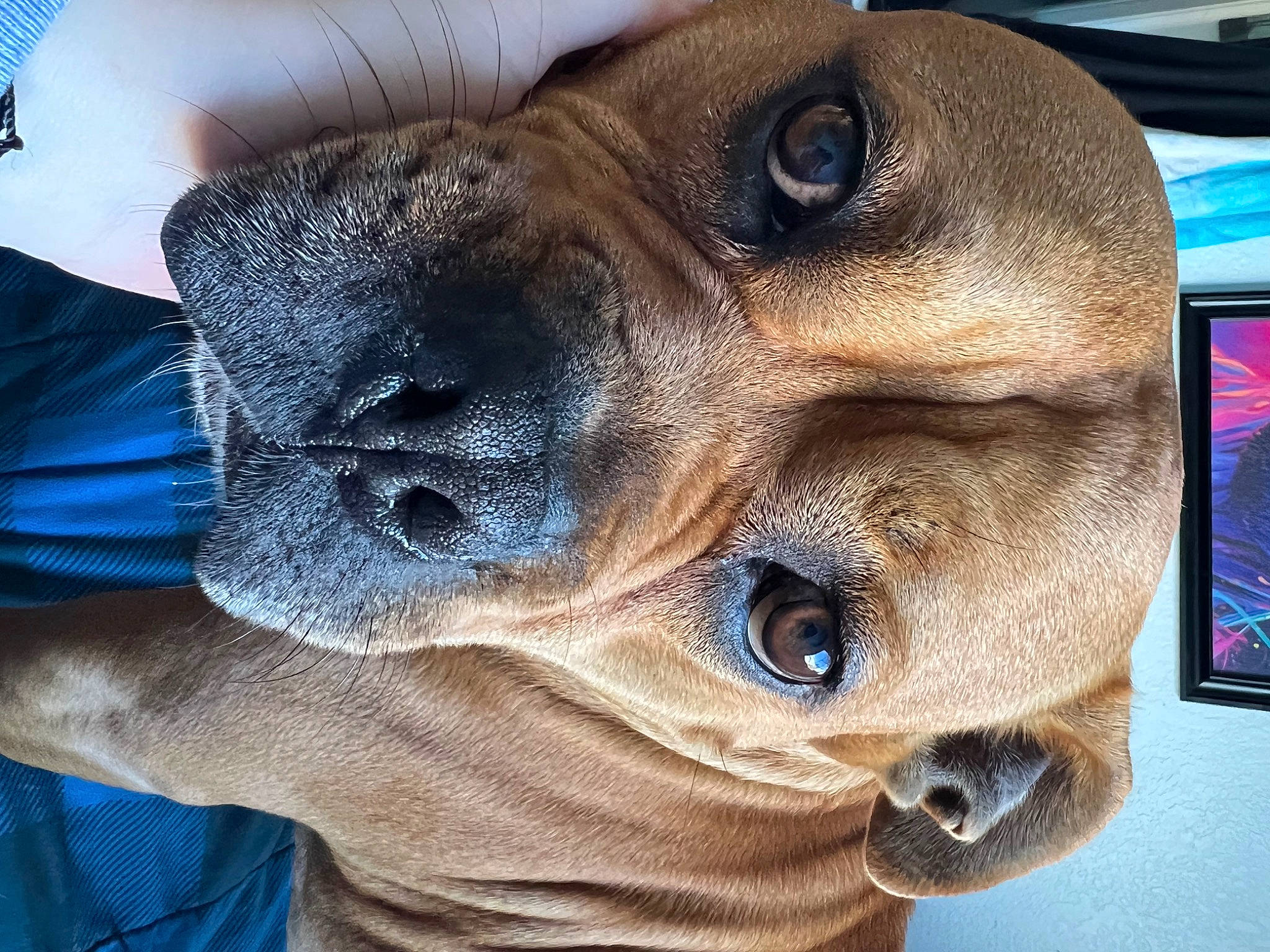 Chop joined the competition — help win amazing prizes! carnivore, collar, companion_dog, dog, dog_breed, ear, electric_blue, eye, fawn, fur, jaw, liver, pet_supply, plant, snout, sporting_group, toy_dog, whiskers, working_animal, wrinkle