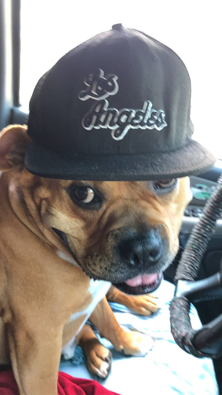 Chop joined the competition — help win amazing prizes! baseball_cap, cap, carnivore, companion_dog, cool, costume_hat, dog, dog_breed, fashion_accessory, fawn, font, fur, hat, molosser, snout, street_fashion, sun_hat, sunglasses, whiskers, working_animal