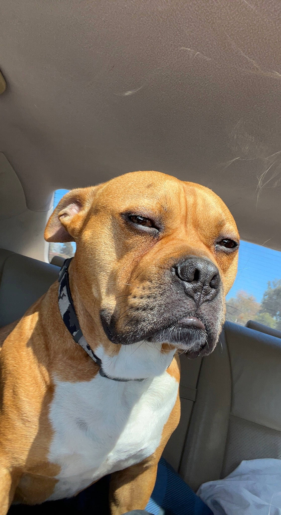 Chop joined the competition — help win amazing prizes! canidae, carnivore, collar, companion_dog, dog, dog_breed, dog_collar, fawn, fur, giant_dog_breed, guard_dog, molosser, non_sporting_group, pet_supply, snout, sporting_group, whiskers, working_animal, working_dog, wrinkle