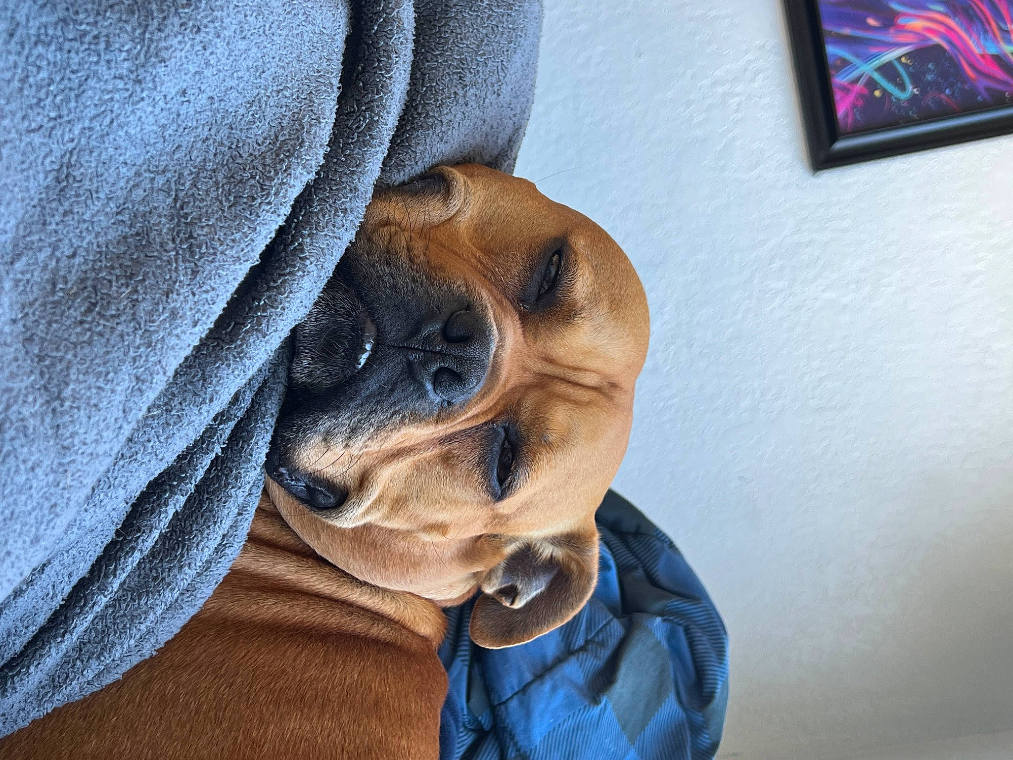 Chop is registered to the contest to win money with this photo: canidae, carnivore, comfort, companion_dog, dog, dog_breed, ear, electric_blue, eye, fawn, picture_frame, smile, snout, sporting_group, sunglasses, terrestrial_animal, toy_dog, whiskers, working_animal, wrinkle