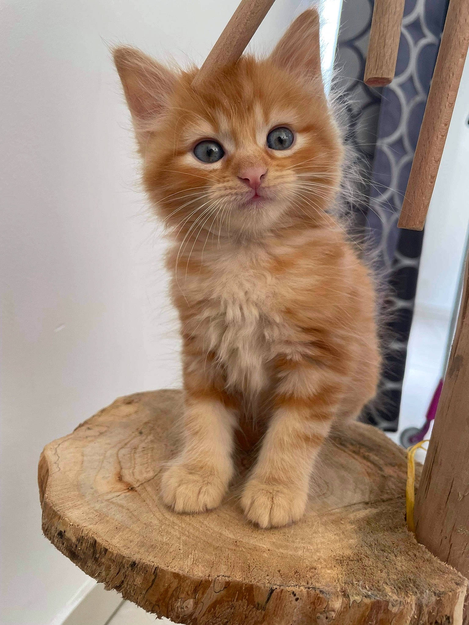 Simba participe au concours pour gagner de l'argent avec cette photo : carnivore, cat, claw, domestic_short_haired_cat, eye, fawn, felidae, flooring, fur, iris, paw, peach, sitting, small_to_medium_sized_cats, snout, tail, whiskers, window, wood