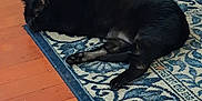 Eclipse is registered to the contest to win money with this photo: black_cat, cat, pet, lying_down, indoor, rug, blue_rug, wooden_floor, floor, animal, feline, home, cozy, relaxed, domestic, mammal, resting, quiet, fur, whiskers