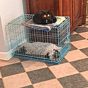 Eclipse is registered to the contest to win money with this photo: dog, cat, crate, black_cat, sleeping_dog, tile_floor, wooden_cabinet, blanket, indoor, pet, animal, resting, furniture, flooring, pet_care, wire_crate, cute, guarding, companion, home