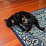 Eclipse is registered to the contest to win money with this photo: black_cat, cat, pet, indoor, lying_down, rug, blue_rug, wooden_floor, floor, collar, house_decoration, feline, animal, relaxed, domestic_cat, curious, side_view, whiskers, ears, tail