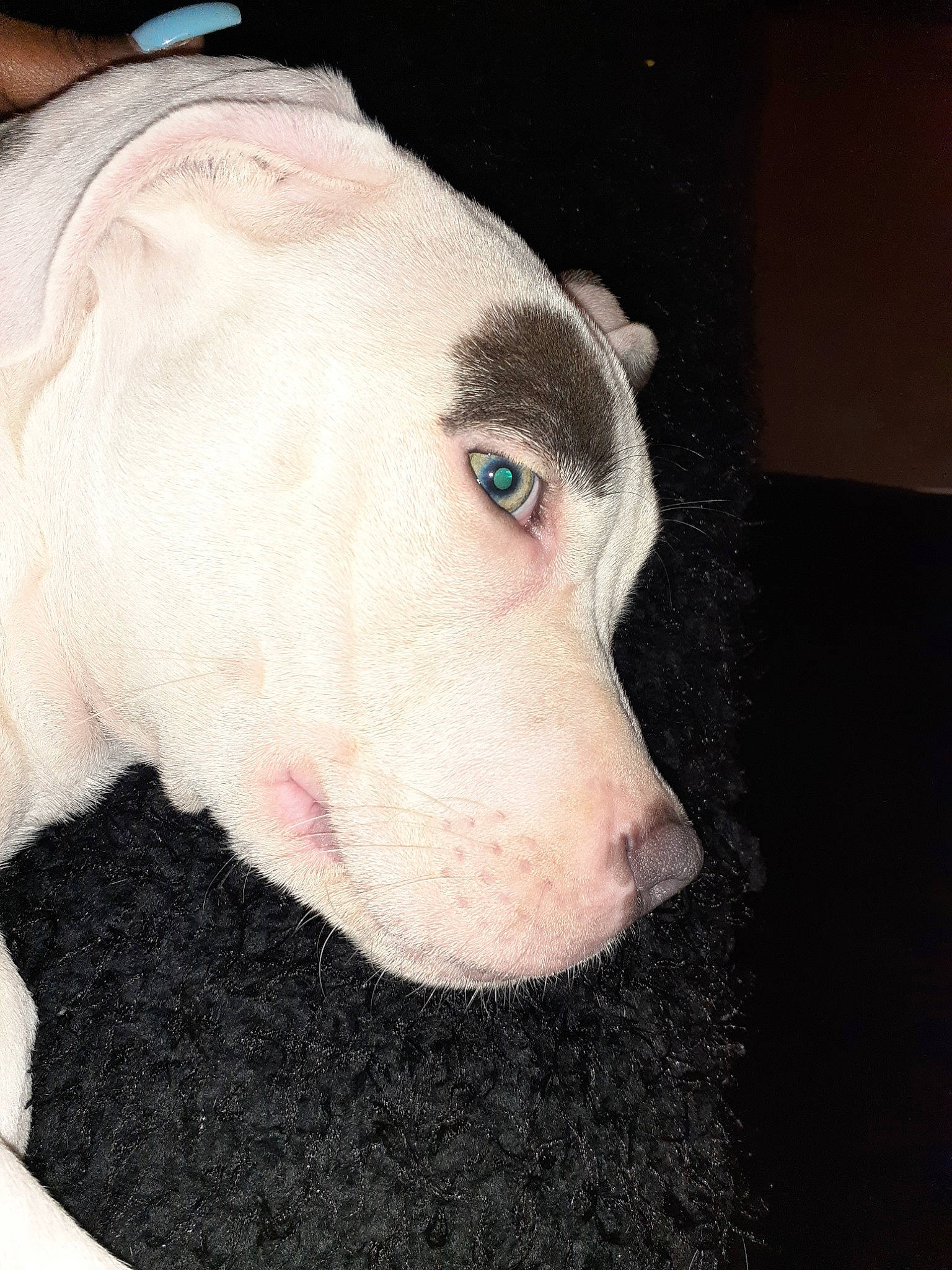 Skyy joined the competition — help win amazing prizes! american_pit_bull_terrier, american_staffordshire_terrier, bull_and_terrier, bull_terrier, bull_terrier_miniature, canidae, carnivore, dog, dog_breed, ear, fawn, mammal, non_sporting_group, nose, pit_bull, snout, sporting_group, vertebrate