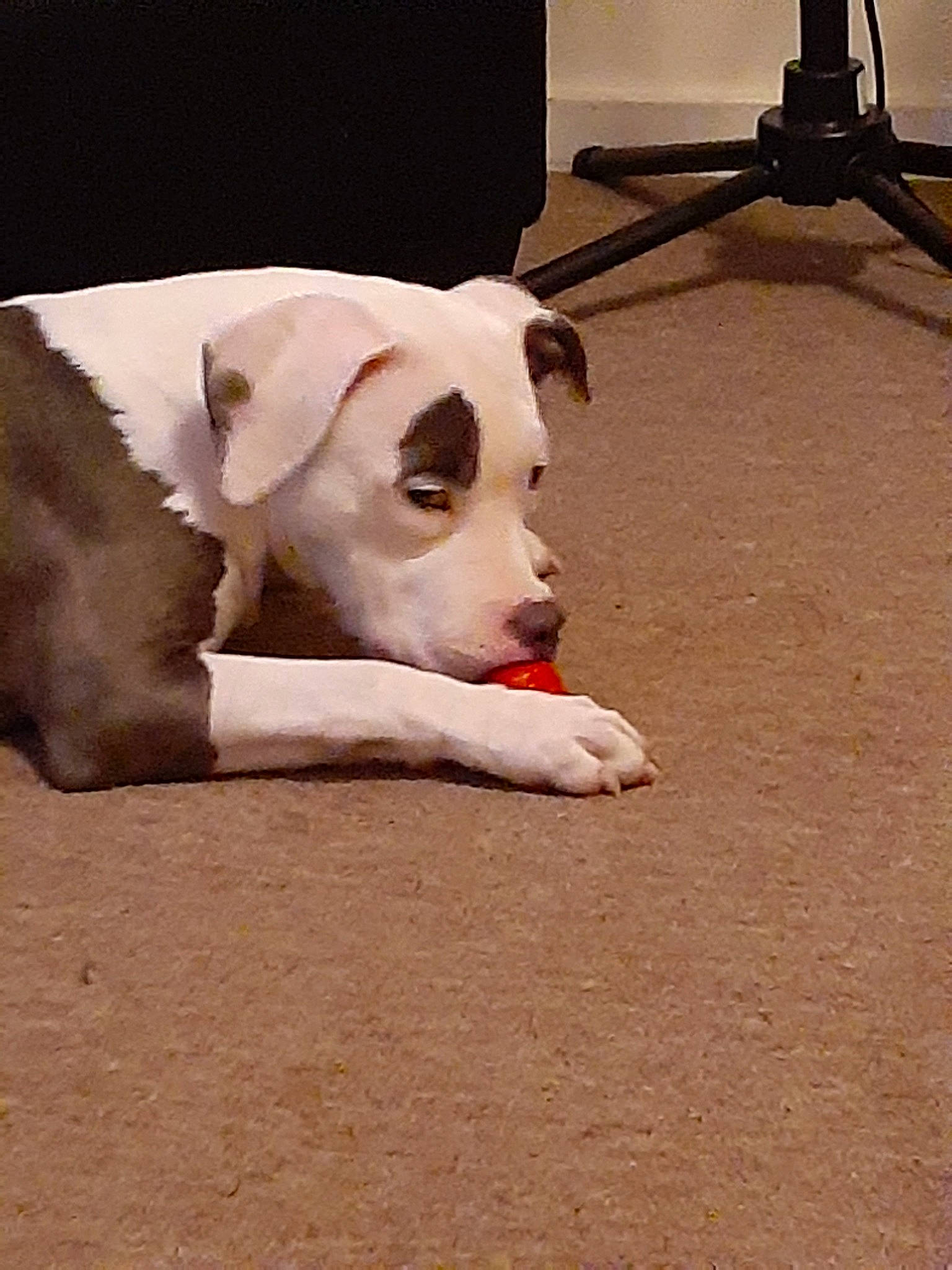 Skyy is registered to the contest to win money with this photo: canidae, carnivore, dog, dog_breed, fawn, floor, mammal, snout, sporting_group, tail