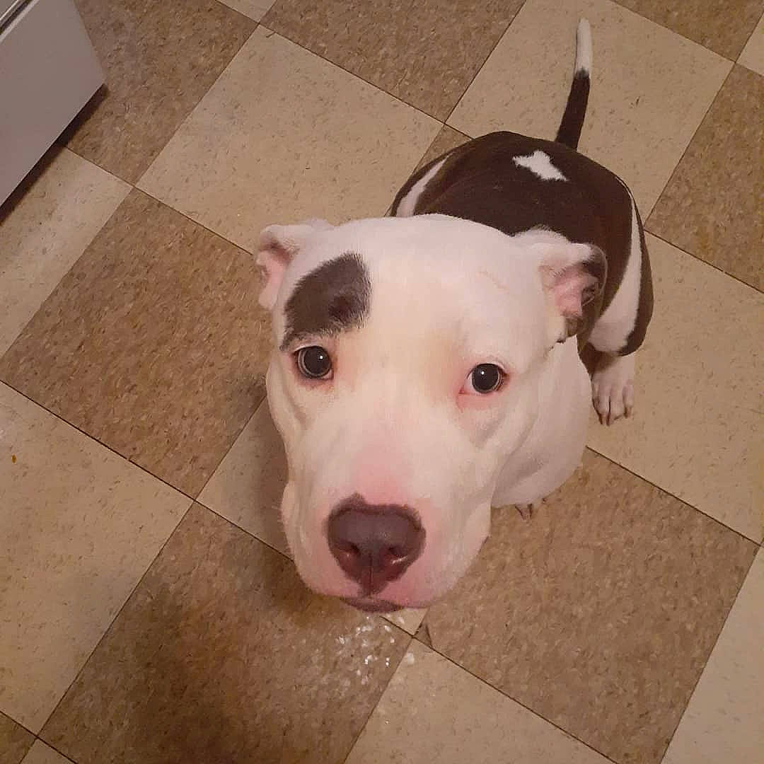 Skyy is registered to the contest to win money with this photo: american_pit_bull_terrier, bull_and_terrier, bull_terrier, bull_terrier_miniature, canidae, carnivore, dog, dog_breed, dogo_argentino, dogo_guatemalteco, ear, english_white_terrier, gull_terr, mammal, non_sporting_group, nose, old_english_terrier, pit_bull, snout, vertebrate