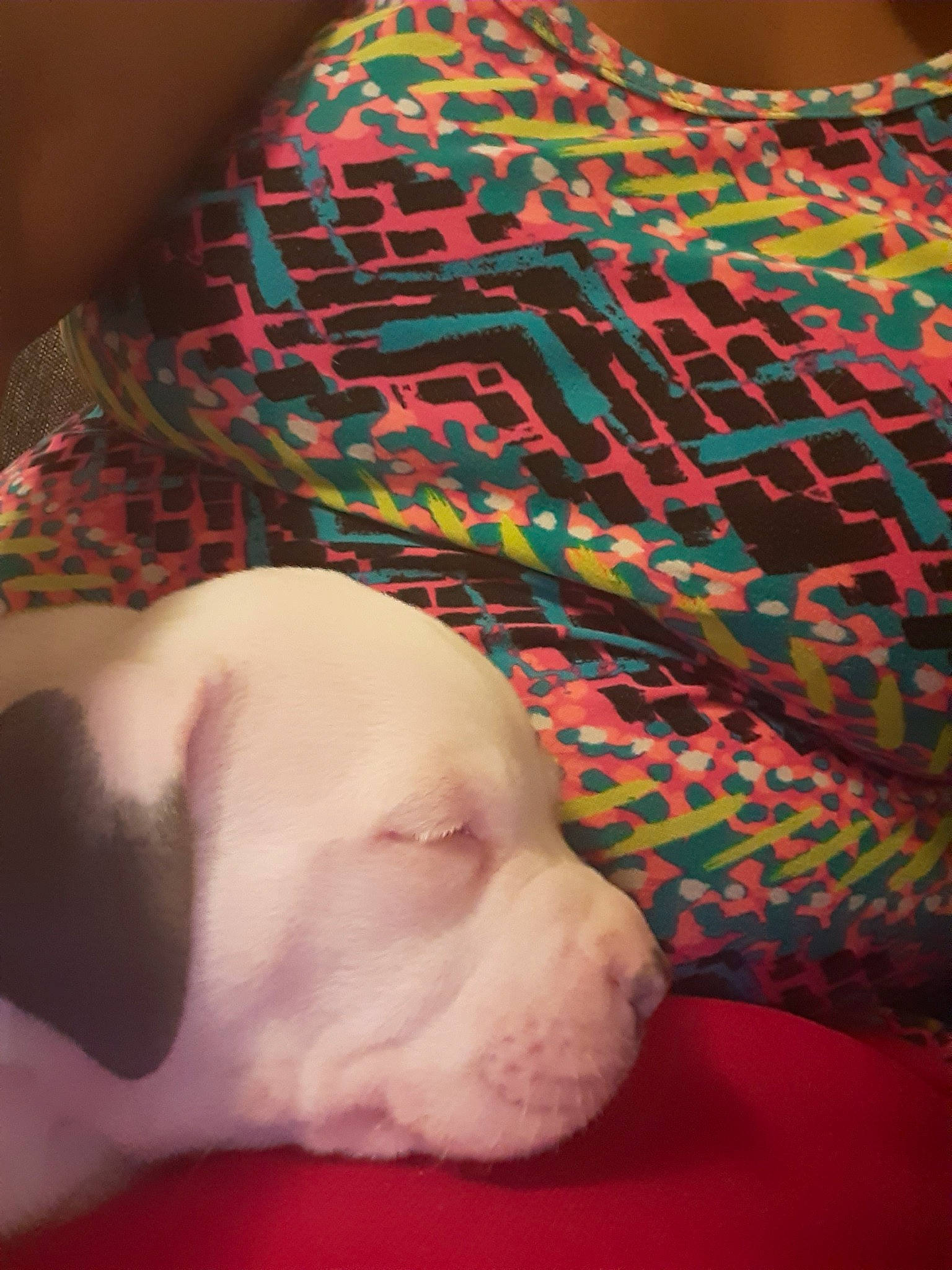 Skyy is registered to the contest to win money with this photo: american_bulldog, canidae, carnivore, dog, dog_breed, dogo_guatemalteco, fawn, mammal, non_sporting_group, puppy, snout, sporting_group, valley_bulldog