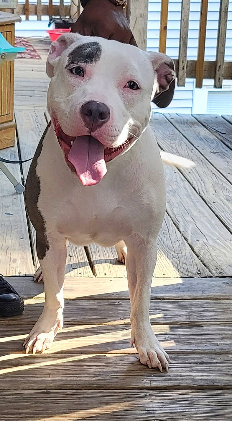 Skyy is registered to the contest to win money with this photo: american_bulldog, american_pit_bull_terrier, american_staffordshire_terrier, bull_and_terrier, bully_kutta, canidae, carnivore, cordoba_fighting_dog, dog, dog_breed, dogo_argentino, dogo_guatemalteco, fawn, mammal, non_sporting_group, old_english_terrier, pit_bull, snout, staffordshire_bull_terrier, vertebrate