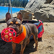 Love Shack is registered to the contest to win money with this photo: animal, beach, canine, daylight, dog, forest, french_bulldog, lake, nature, orange_harness, outdoor, pet, playful, recreation, rocks, sand, summer, sunny, toy_ball, water