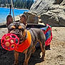 animal, beach, canine, daylight, dog, forest, french_bulldog, lake, nature, orange_harness, outdoor, pet, playful, recreation, rocks, sand, summer, sunny, toy_ball, water