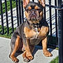 Love Shack is registered to the contest to win money with this photo: animal, canine, collar, companion, concrete, cute, daylight, dog, ears, fence, french_bulldog, grass, outdoor, paw, pet, portrait, shadow, sitting, sunlight, watchful