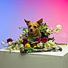 Mya a rejoint le concours — aidez-le/la à gagner de superbes lots ! dog, puppy, portrait, flowers, floral_arrangement, white_pedestal, studio, colorful_background, blue_background, pink_background, small_dog, upright, sitting, pointed_ears, brown_fur, black_nose, serious_expression, still_life, photography, decorative
