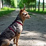 Mya participe au concours pour gagner de l'argent avec cette photo : dog, terrier, small_dog, pet, animal, sitting, outdoors, park, path, nature, trees, greenery, sunlight, sun_dappled, harness, red_harness, side_profile, fur, portrait, shallow_depth_of_field