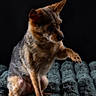 dog, terrier, small_dog, puppy, pet, animal, sitting, raised_paw, fluffy, fur, brown_fur, black_fur, pointed_ears, portrait, studio_lighting, dark_background, blanket, plush, cute, dramatic